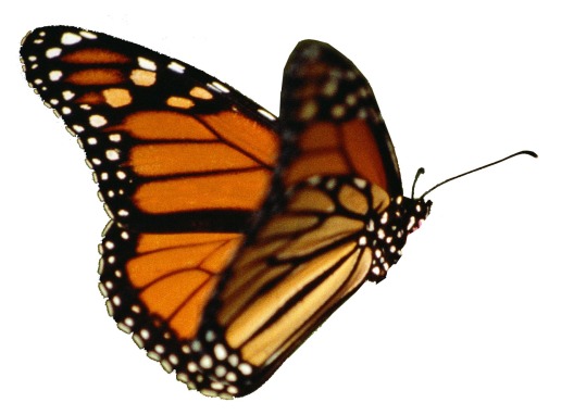 butterfly-nolegs-2